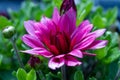 Red chrysanthemums flowering plants in natural light Royalty Free Stock Photo