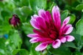 Red chrysanthemums flowering plants in natural light Royalty Free Stock Photo