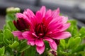 Red chrysanthemums flowering plants in natural light Royalty Free Stock Photo