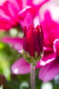 Red chrysanthemums flowering plants in natural light Royalty Free Stock Photo