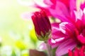 Red chrysanthemums flowering plants in natural light Royalty Free Stock Photo