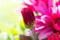 Red chrysanthemums flowering plants in natural light Royalty Free Stock Photo