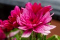 Red chrysanthemums flowering plants