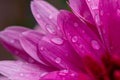 Red chrysanthemums flowering plants with rain drops Royalty Free Stock Photo