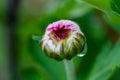 Red chrysanthemums flowering plants with water drop Royalty Free Stock Photo