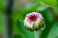 Red chrysanthemums flowering plants with water drop Royalty Free Stock Photo