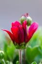 Red chrysanthemums flowering plants in natural light Royalty Free Stock Photo