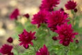Red chrysanthemums growing in the garden, bright autumn flowers Royalty Free Stock Photo