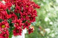 Red chrysanthemums with yellow middle close up on a green background