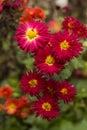 Red chrysanthemums with yellow middle of the flower in the gardeRed chrysanthemums with yellow middle of the flower in the garden,
