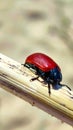 Red chrysomela populi leaf beetle on a sandy stick Royalty Free Stock Photo