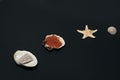 Red chum salmon caviar in an oyster shell, next to a starfish and shells of various shapes. Royalty Free Stock Photo