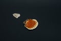 Red chum salmon caviar in an oyster shell, next to a starfish and shells of various shapes. Royalty Free Stock Photo