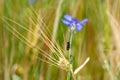 A red cicada on a cornflower in the cornfield, with aphids on the stem Royalty Free Stock Photo