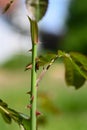 A red cicada on a Rose stem Royalty Free Stock Photo