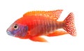 Red cichlid fish, ruby red peacock fish