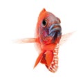 Red cichlid fish, ruby red peacock fish