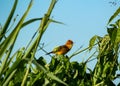 Red cici bird on the plant Royalty Free Stock Photo