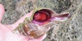 Red clam in a pink shell in the hand.