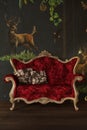 Red Classic Sofa Mystery Room