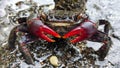 RED CLAW CRAB DISPLAY Royalty Free Stock Photo