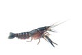 Red claw crayfish alive or fash water lobster alive set on isolate white background Royalty Free Stock Photo