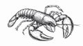 Red Claw Crayfish Black White Vector Image Royalty Free Stock Photo