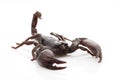 Red Claw Scorpion
