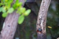 Red clawed crab on a mangrove tree Royalty Free Stock Photo