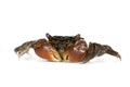 Red-clawed crab - Perisesarma bidens Royalty Free Stock Photo