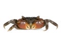 Red-clawed crab - Perisesarma bidens Royalty Free Stock Photo