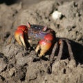 Red-clawed mangrove crab Royalty Free Stock Photo