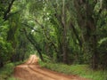 Red Clay Canopied Country Road Royalty Free Stock Photo