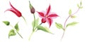 Red clematis. Floral botanical flower. Wild spring leaf wildflower isolated.