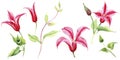 Red clematis. Floral botanical flower. Wild spring leaf wildflower isolated.