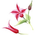 Red clematis. Floral botanical flower. Wild spring leaf wildflower isolated.