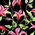 Red clematis. Floral botanical flower. Wild spring leaf wildflower pattern.