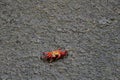 Red cliff crab on black rock Royalty Free Stock Photo