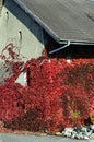 Red climbing ivy on old building