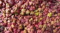 Red climbing plant ivy tightly braids or spreads on the wall. The idea for landscape design. Floral background of red leaves Royalty Free Stock Photo