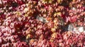 Red climbing plant ivy tightly braids or spreads on a white stone wall. The idea for landscape design. Floral background of red Royalty Free Stock Photo