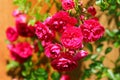 Red Climbing Rose Bush Blaze Plant