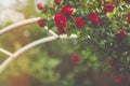 Red climbing roses on arch blooming in garden Royalty Free Stock Photo