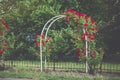 Red climbing roses on arch blooming in garden Royalty Free Stock Photo