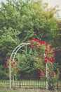Red climbing roses on arch blooming in garden Royalty Free Stock Photo