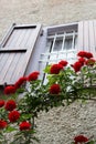 Red climbing roses in front of a country window Royalty Free Stock Photo