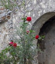 Red Climbing Roses Grow Against the Background of a Stone Anciently Destroyed Church, the Wall of the Building