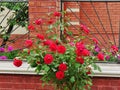 Red climbing roses Royalty Free Stock Photo