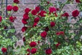 Red climbing roses in the summer garden next to the fence, closeup Royalty Free Stock Photo