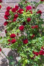 Red climbing roses in the summer garden next to the fence, closeup Royalty Free Stock Photo